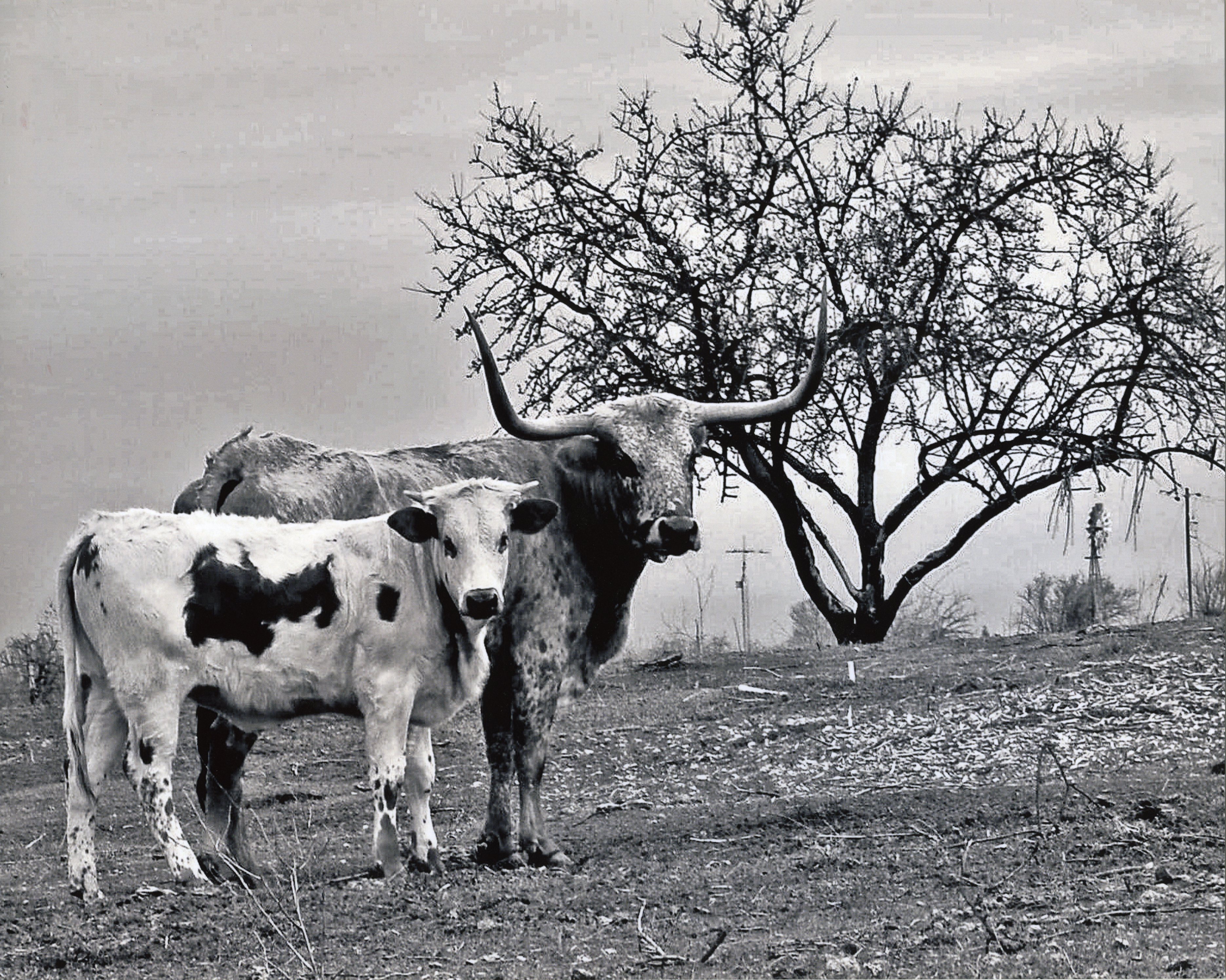 Victoria Del Curto captured this image of a Texas Longhorn cow and calf while out on an early springtime walk with her 3-year-old sister, Analiese, and 5-year-old brother, Joseph. The homeschooled high school sophomore said she enjoys photography and has submitted a number of photos to various contests. She and her eight siblings can often be found riding horses near their home in Oakdale.