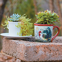 Gardening: Garden in a teacup