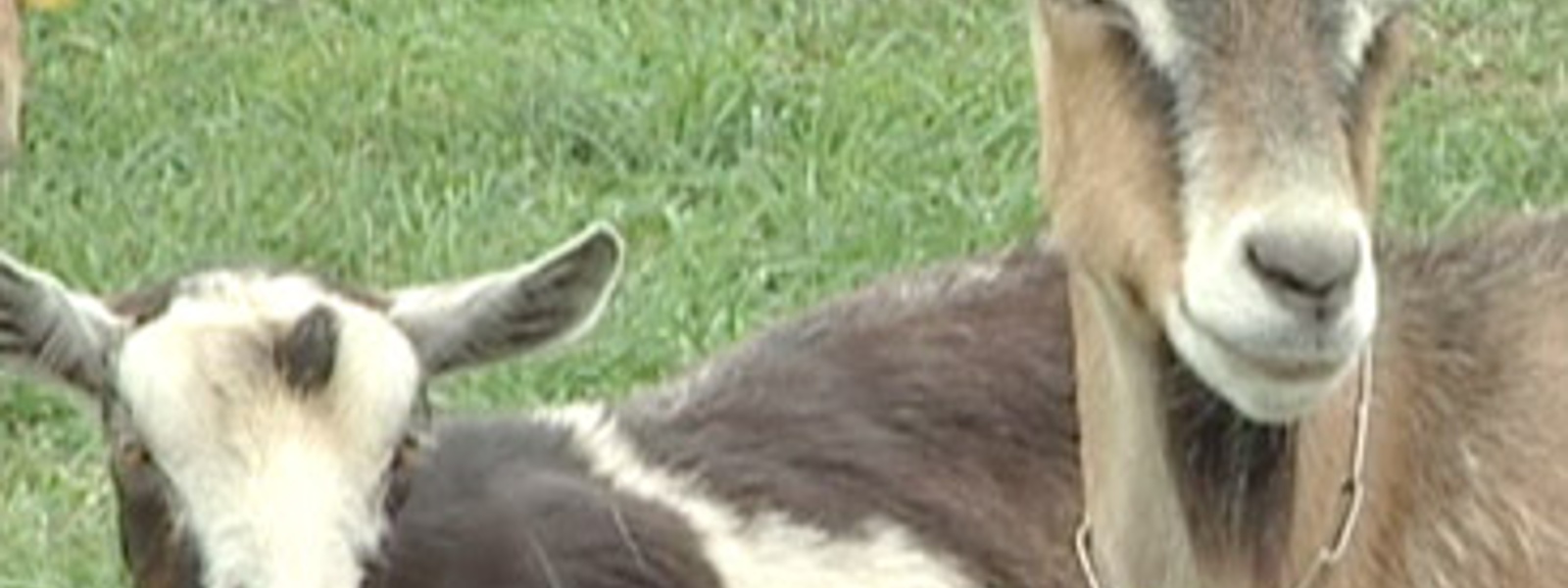 Giddy for goats