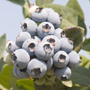 Antoinette's summer blueberry salad