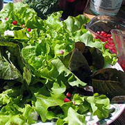 Pomegranate vinaigrette