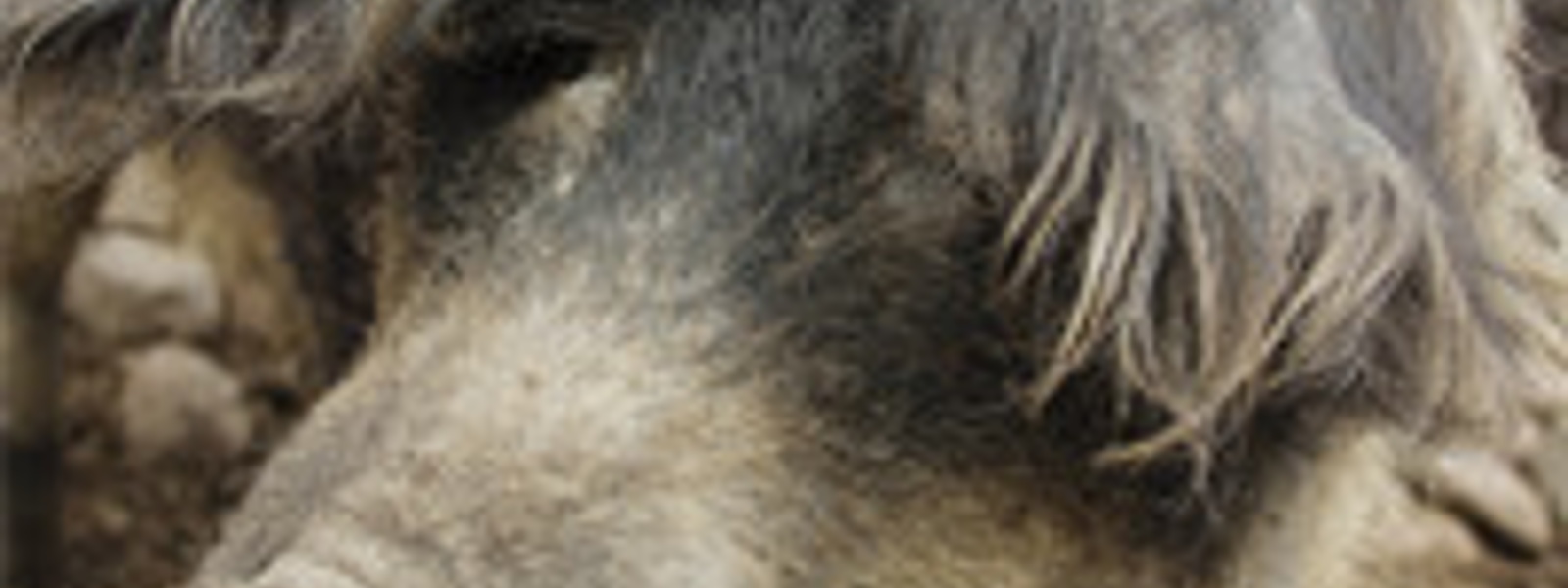 Where the wooly pigs roam