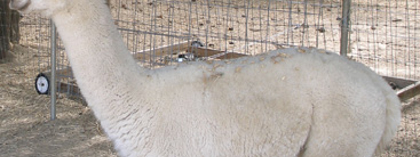 Fiber, friendliness make alpacas popular
