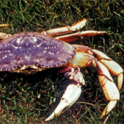 Dungeness crab salad