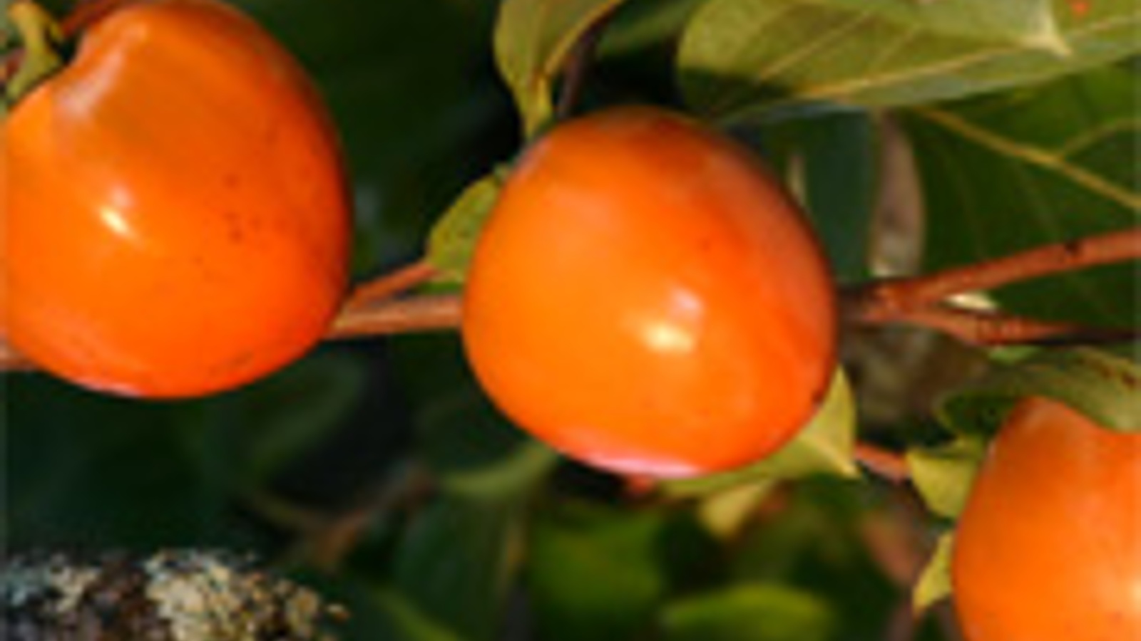 Persimmon pudding