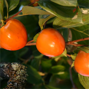 Persimmon pudding