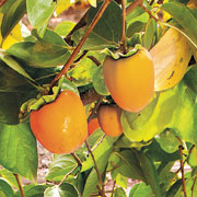 Classic persimmon pudding