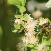 Bennett's Honey Farm and Chip's Bees