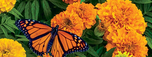 Gardening: Marvelous marigolds