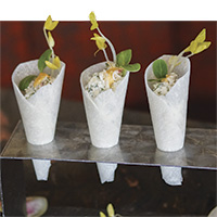 Jicama crab cones