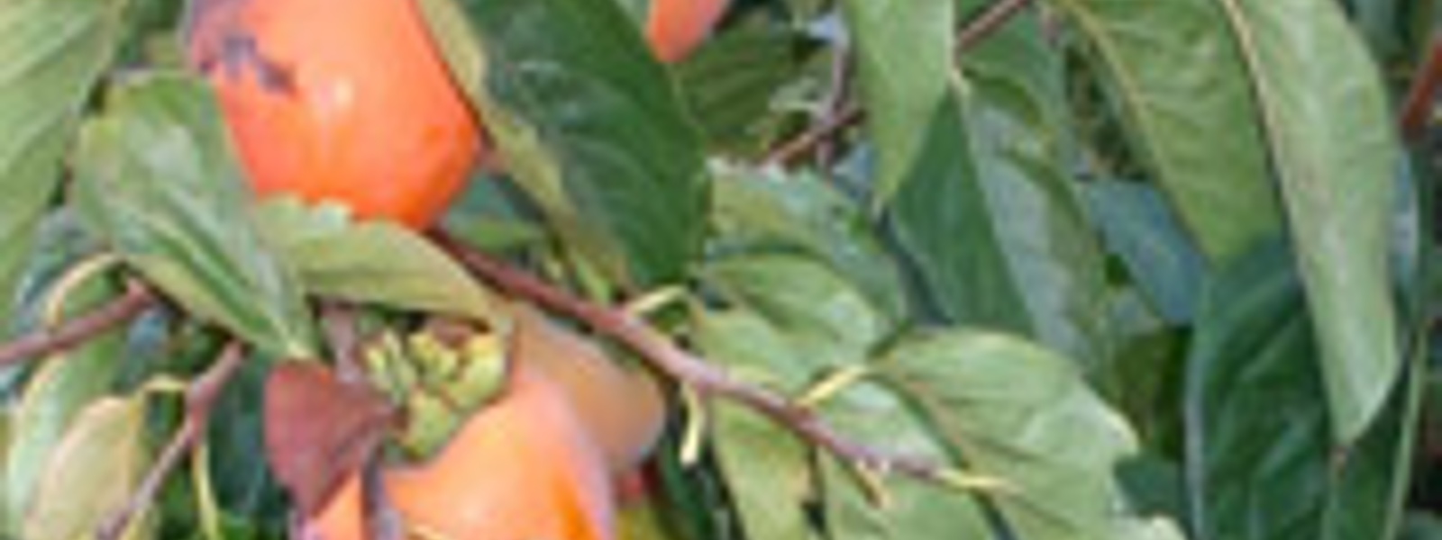 Persimmon drop cookies