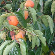 Persimmon drop cookies