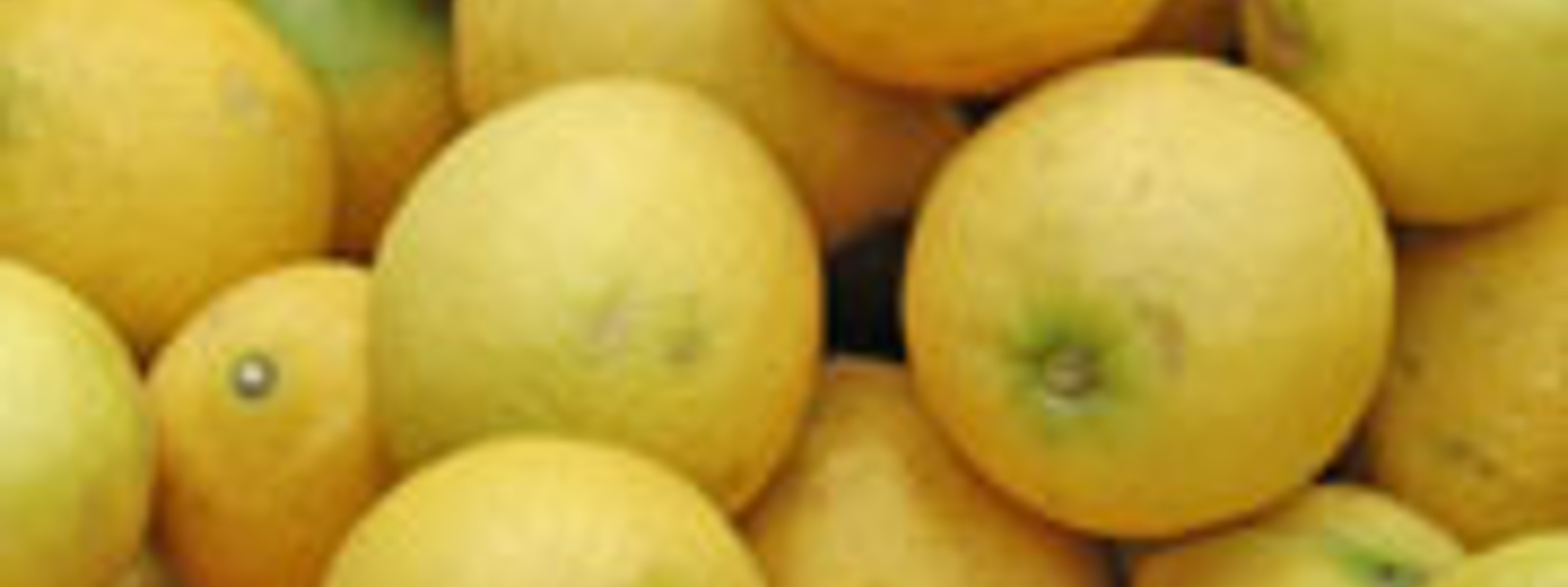 Fennel and parsley salad with Meyer lemons