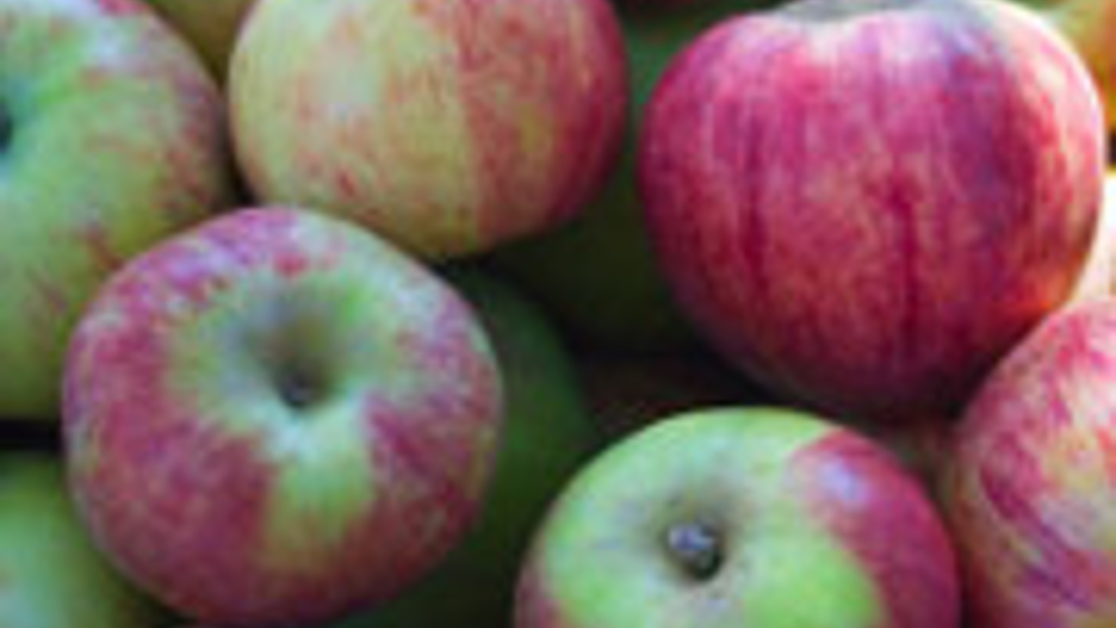 Apple fair celebrates past and present