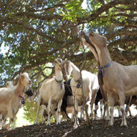 CA GROWN: Stepladder Ranch