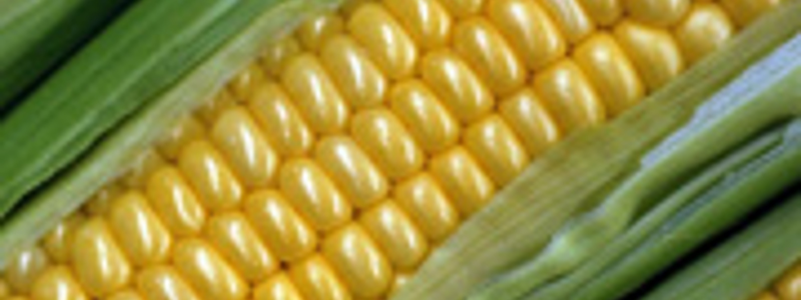 Grilled corn on the cob with cilantro butter