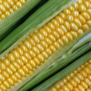 Grilled corn on the cob with cilantro butter