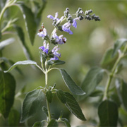 Sage butter