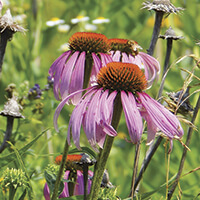 Gardening: 'Jewels of the prairie' make a statement in the garden