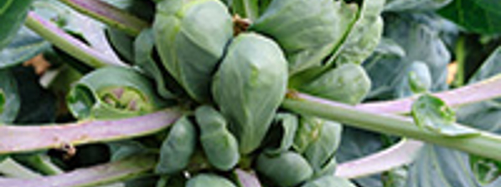 Grilled Brussels sprouts on the stalk