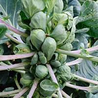 Grilled Brussels sprouts on the stalk