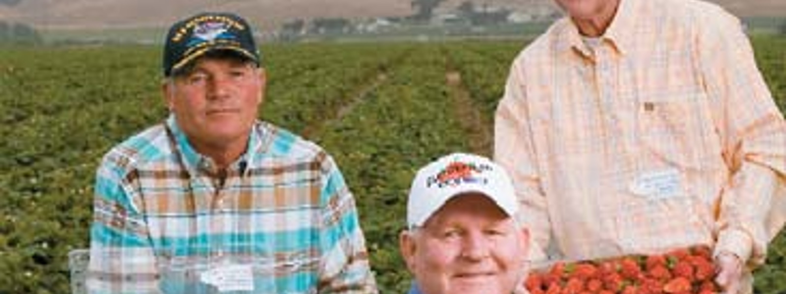 Strawberry delight: Farm yields sweet fruit and a sense of family