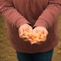 V. Mendoza Berry Farm