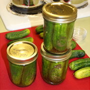 Quick dill pickles