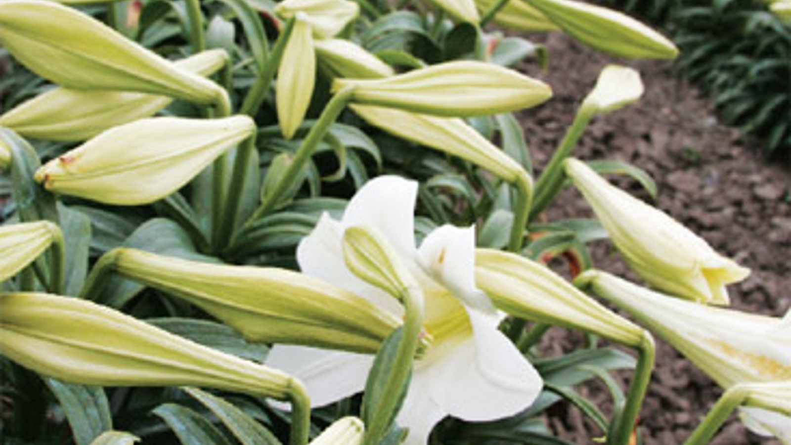 The Easter lily