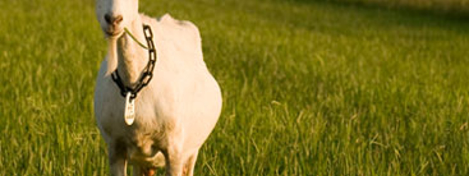 Going for goat cheese