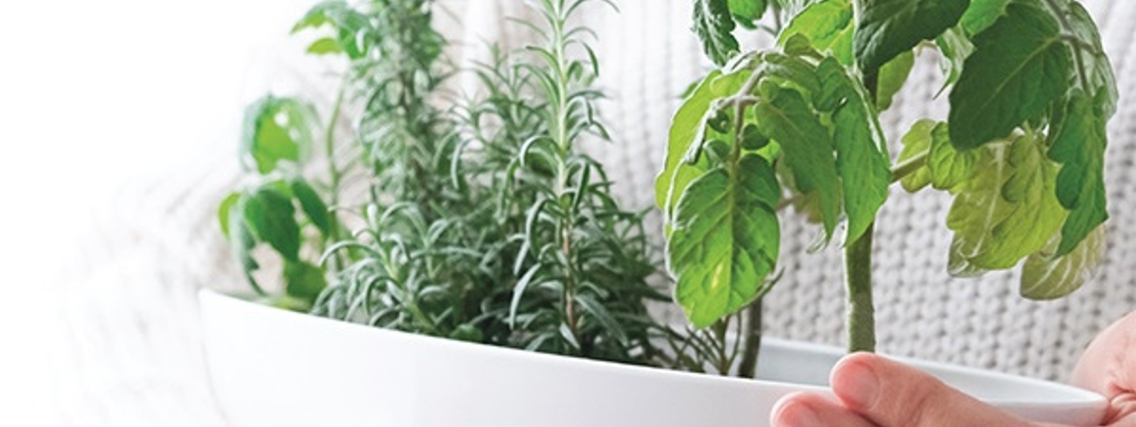 Gardening: Produce in a pot