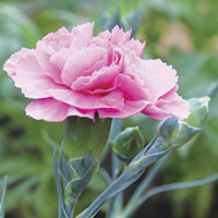 Gardening: Pretty in pinks