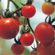 Corn, cherry tomato and cilantro salad