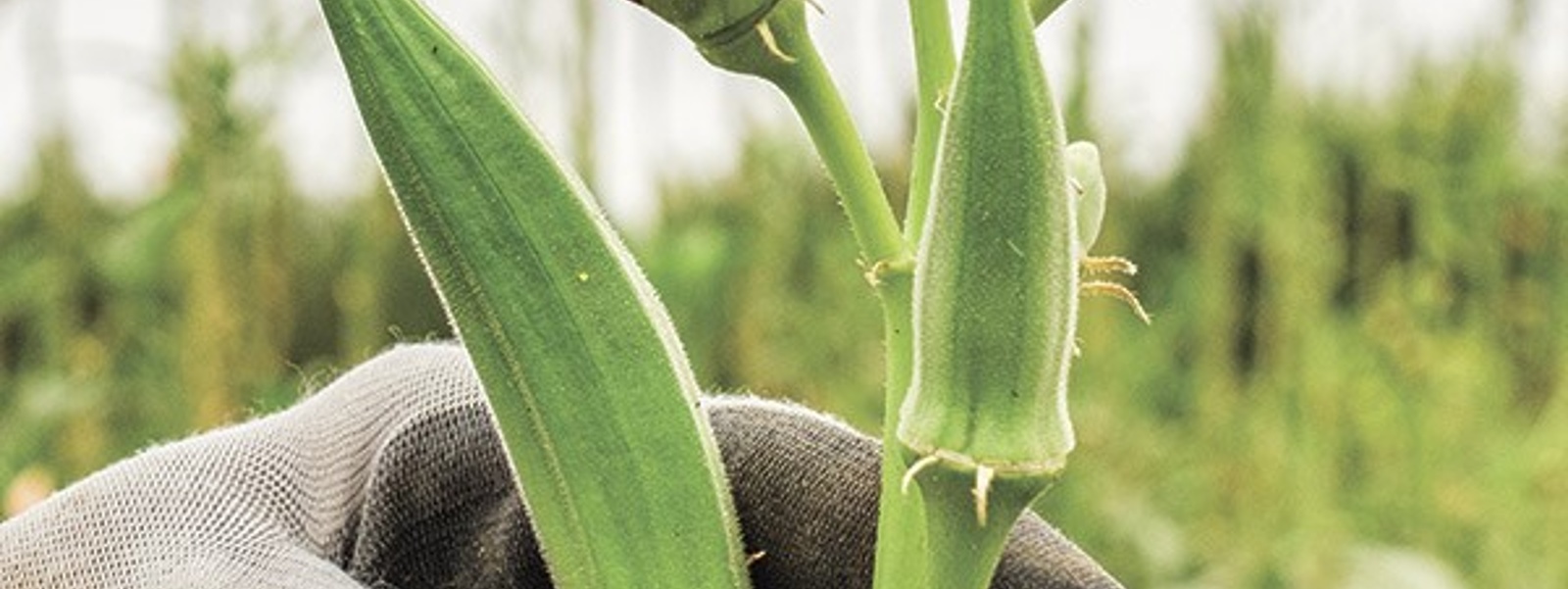 Polarizing produce