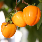 Persimmon bars