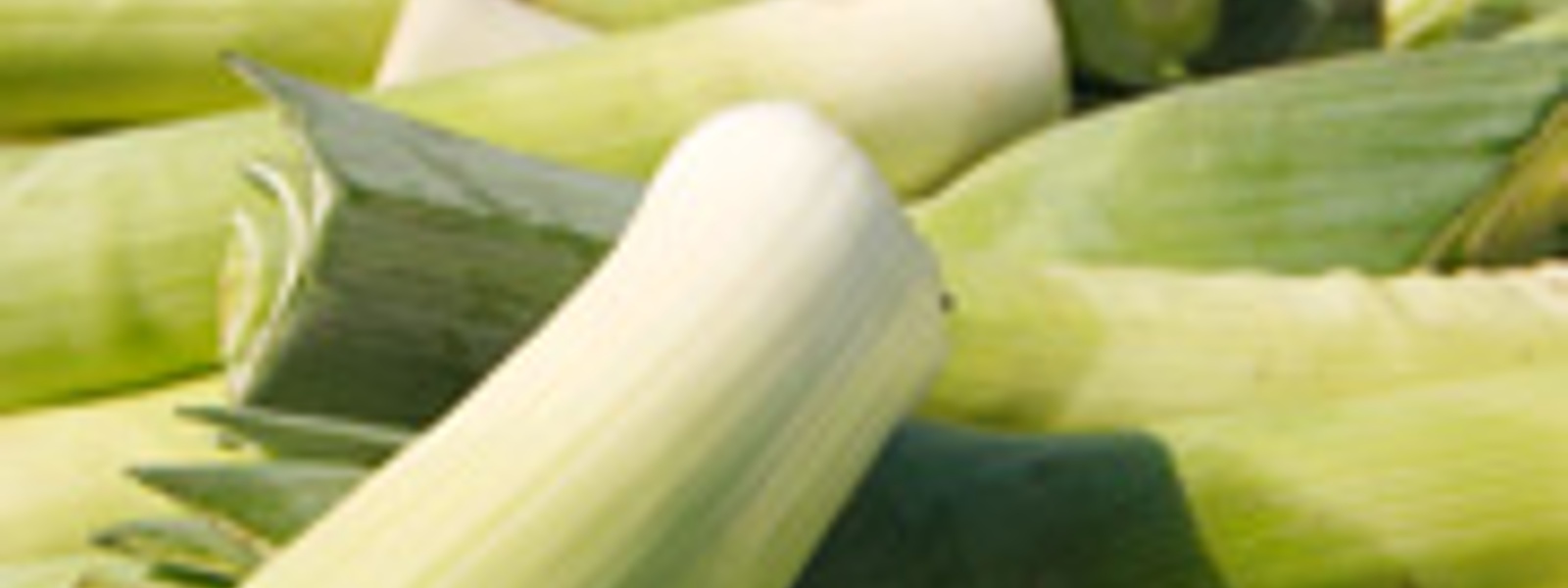 Braised leeks with young celery and local dates