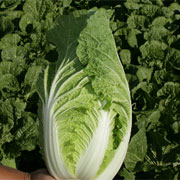 Ikeda's nappa cabbage salad