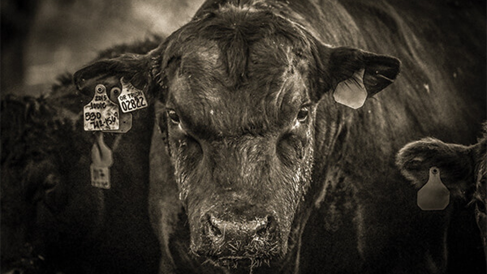Reflections of agriculture