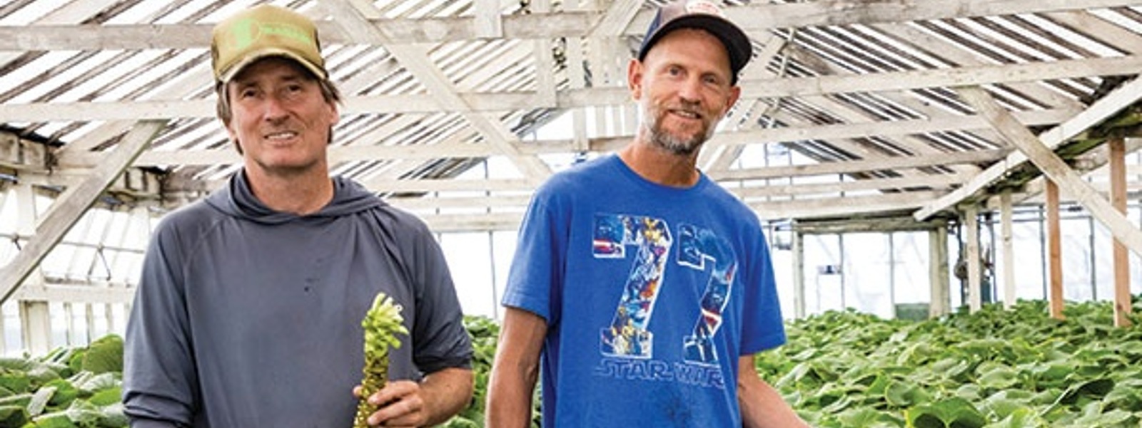 Meet the California Farmer Taking a Chance on Domestic Wasabi - Modern  Farmer