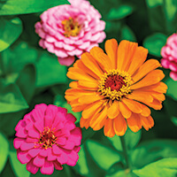 Gardening: Bright and bold