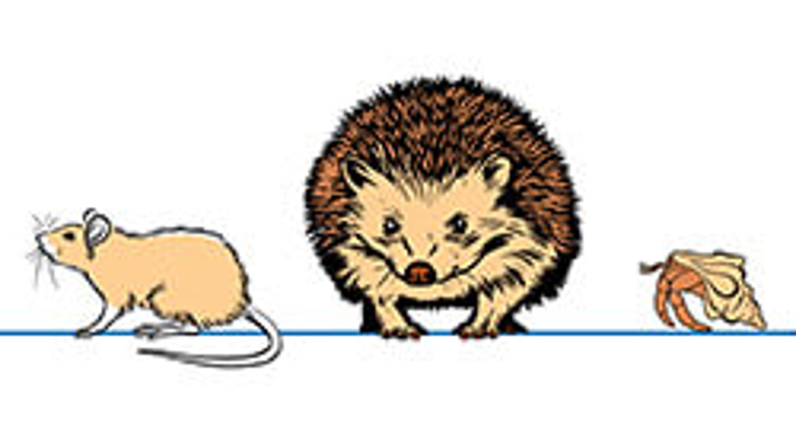 Now from Nationwide: 5 low-maintenance exotic pets