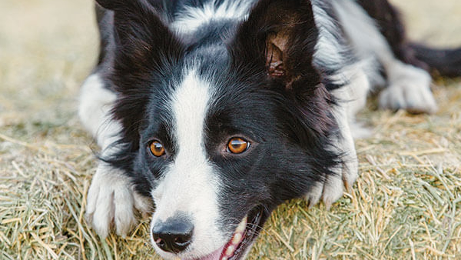 Devotion and determination