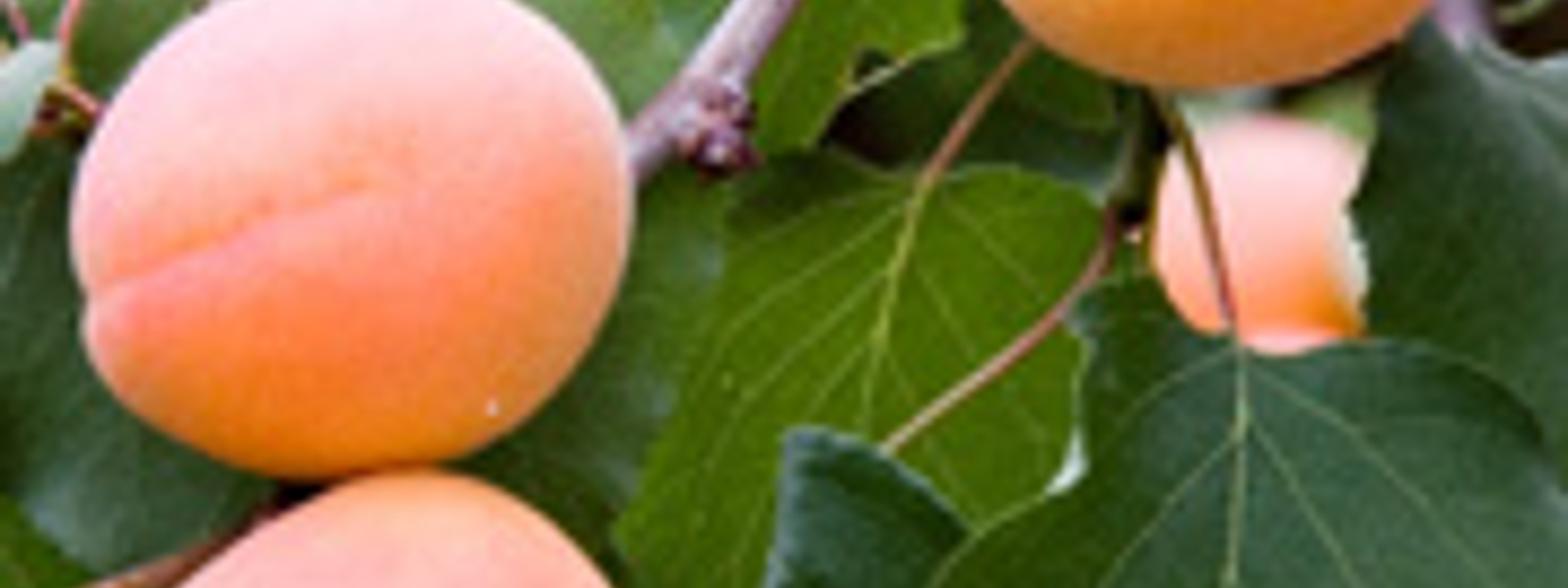 Honey-glazed fresh apricot tart