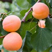 Honey-glazed fresh apricot tart