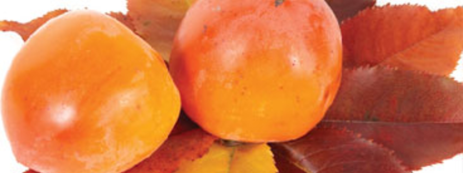 Hey, gorgeous! Persimmons liven up your holiday table