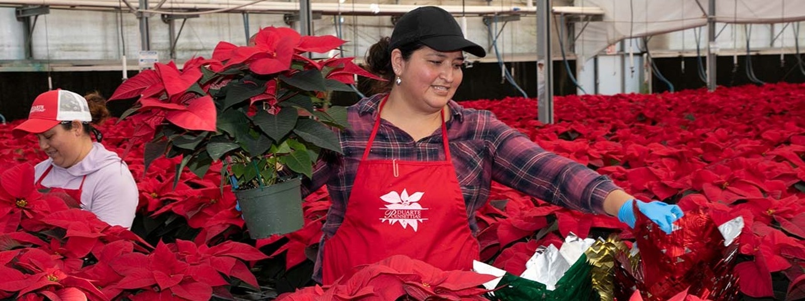 Potpourri of poinsettias