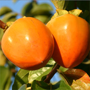 Fuyu persimmon relish